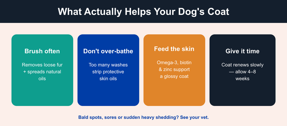 What helps a dog coat: brush often, avoid over-bathing, improve nutrition, and give the plan time