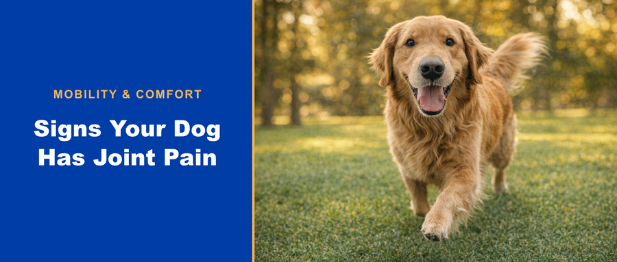 Signs your dog has joint pain - PuzzlePup Hip & Joint blog