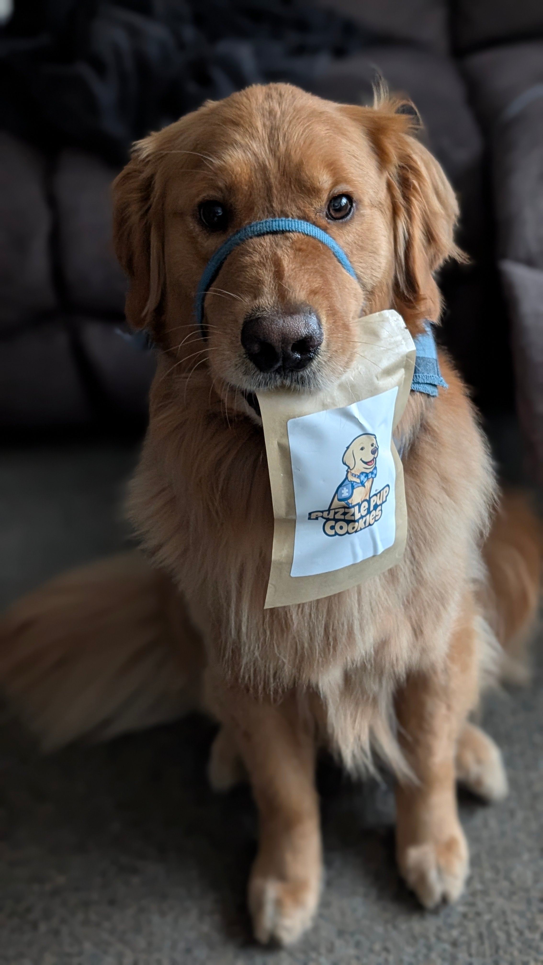 PuzzlePup Pumpkin Peanut Butter Dog Cookies – All-Natural Homemade Treats | Minnesota-Made Small Batch Dog Snacks