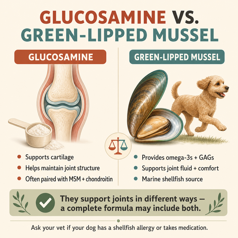 Glucosamine versus green-lipped mussel comparison for dog mobility formula