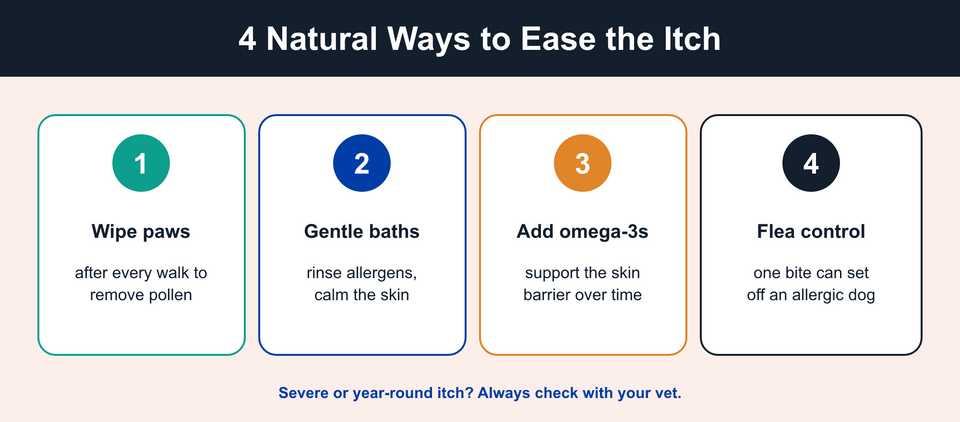 Four home steps for a dog with seasonal allergies: wipe paws, use gentle baths, strengthen the skin, and maintain flea prevention